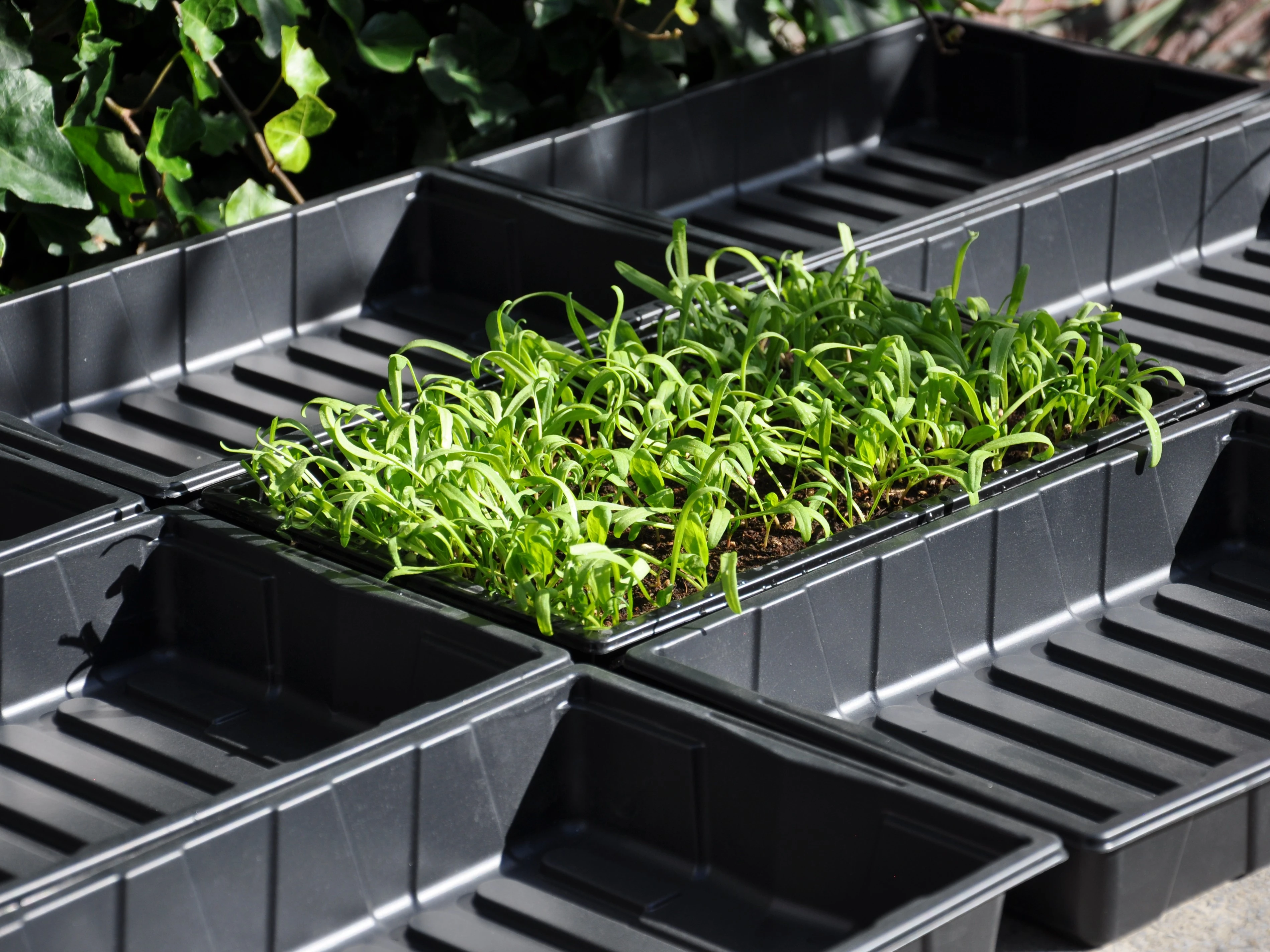 Royal Well Seed tray set 3x - Afbeelding 1